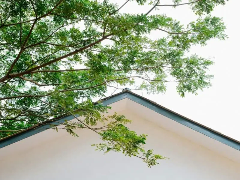 Remove Overhanging Branches